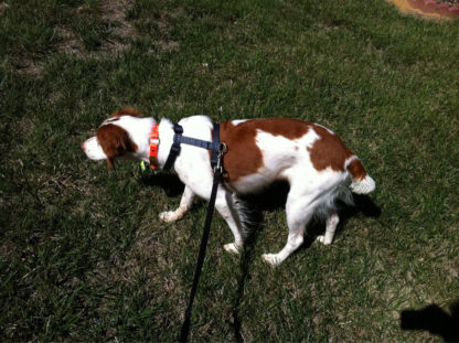 Dog Walking