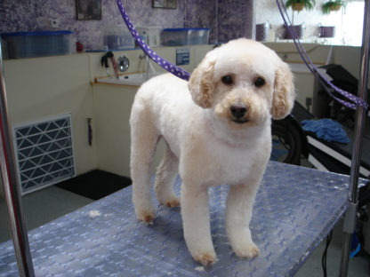 Dog Grooming
